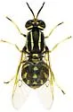 Caloparyphus decemmaculatus - photo 3