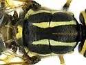 Caloparyphus decemmaculatus - photo 5
