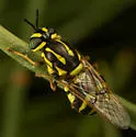 Caloparyphus flaviventris