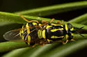 Caloparyphus flaviventris - photo 2