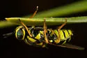 Caloparyphus flaviventris - photo 3