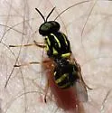 Caloparyphus mariposa