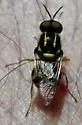Caloparyphus mariposa - photo 2