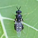 Caloparyphus tetraspilus