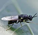 Caloparyphus tetraspilus - photo 2