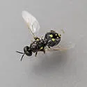 Caloparyphus tetraspilus - photo 3