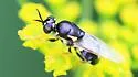 Caloparyphus tetraspilus - photo 4