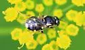 Caloparyphus tetraspilus - photo 5