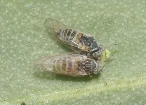 Calophya dicksoni