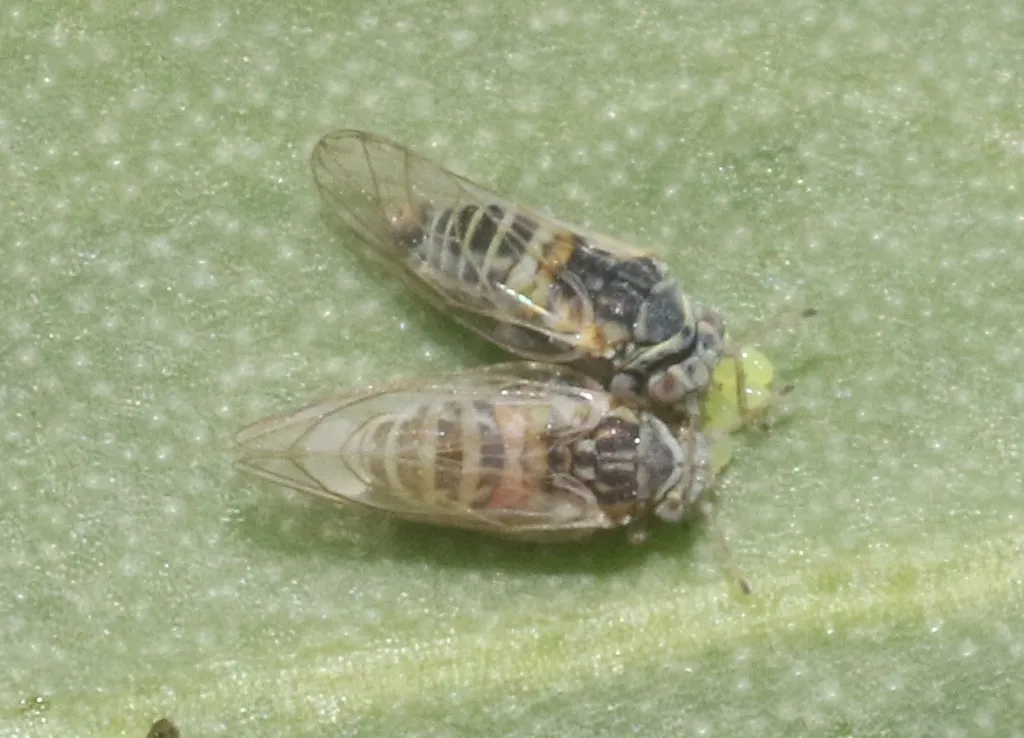 Calophya dicksoni - photo 2