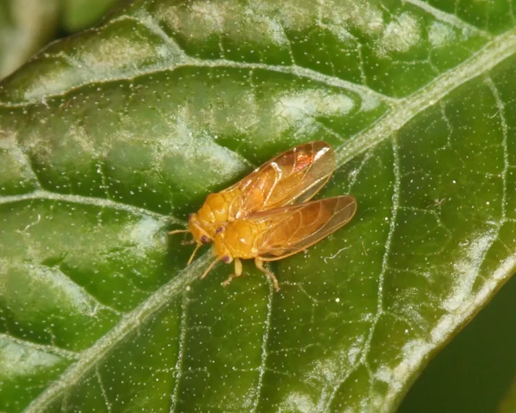 Calophya flavida - photo 2
