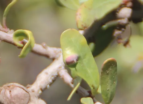 Calophya mammifex