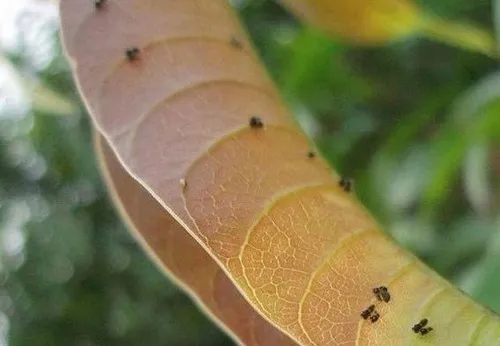 Calophya mangiferae