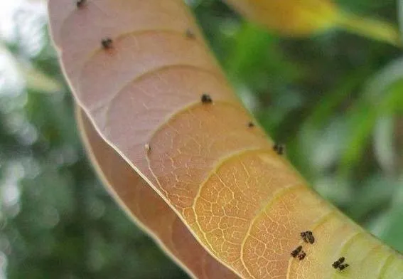 Calophya mangiferae - photo 2