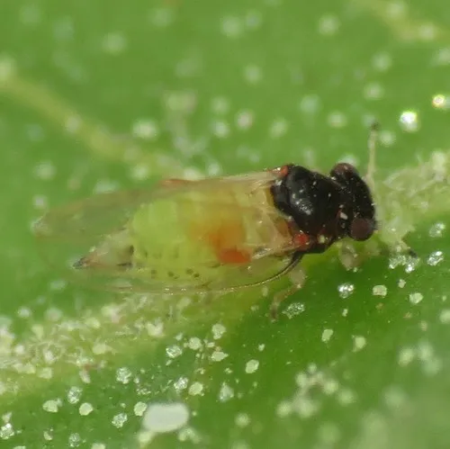 Calophya minuta - photo 2