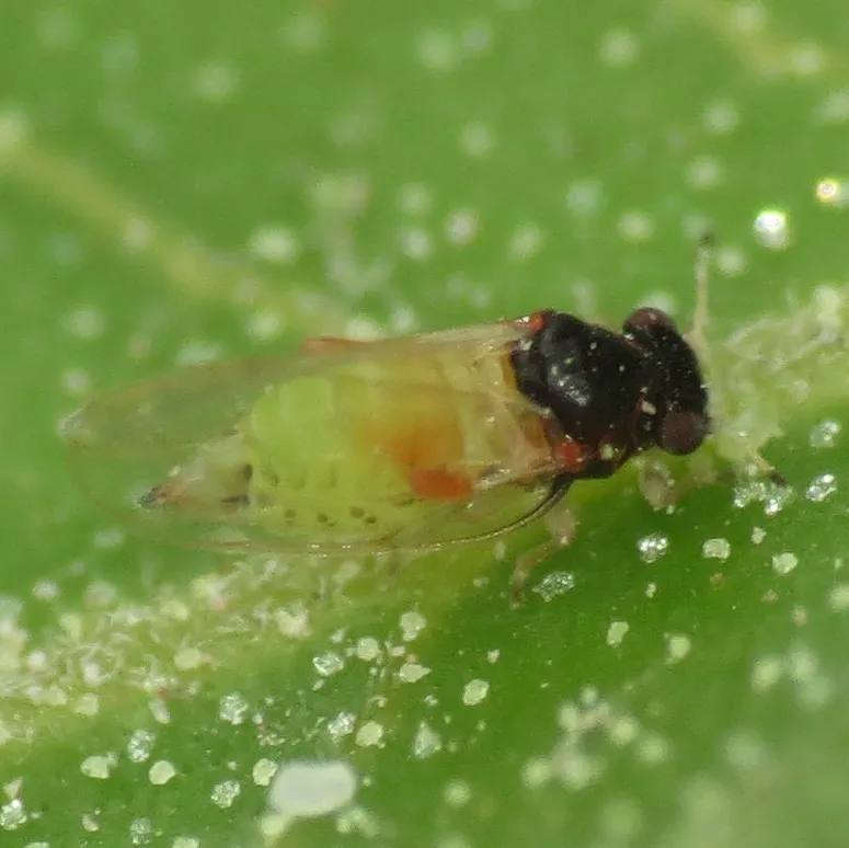 Calophya minuta - photo 3