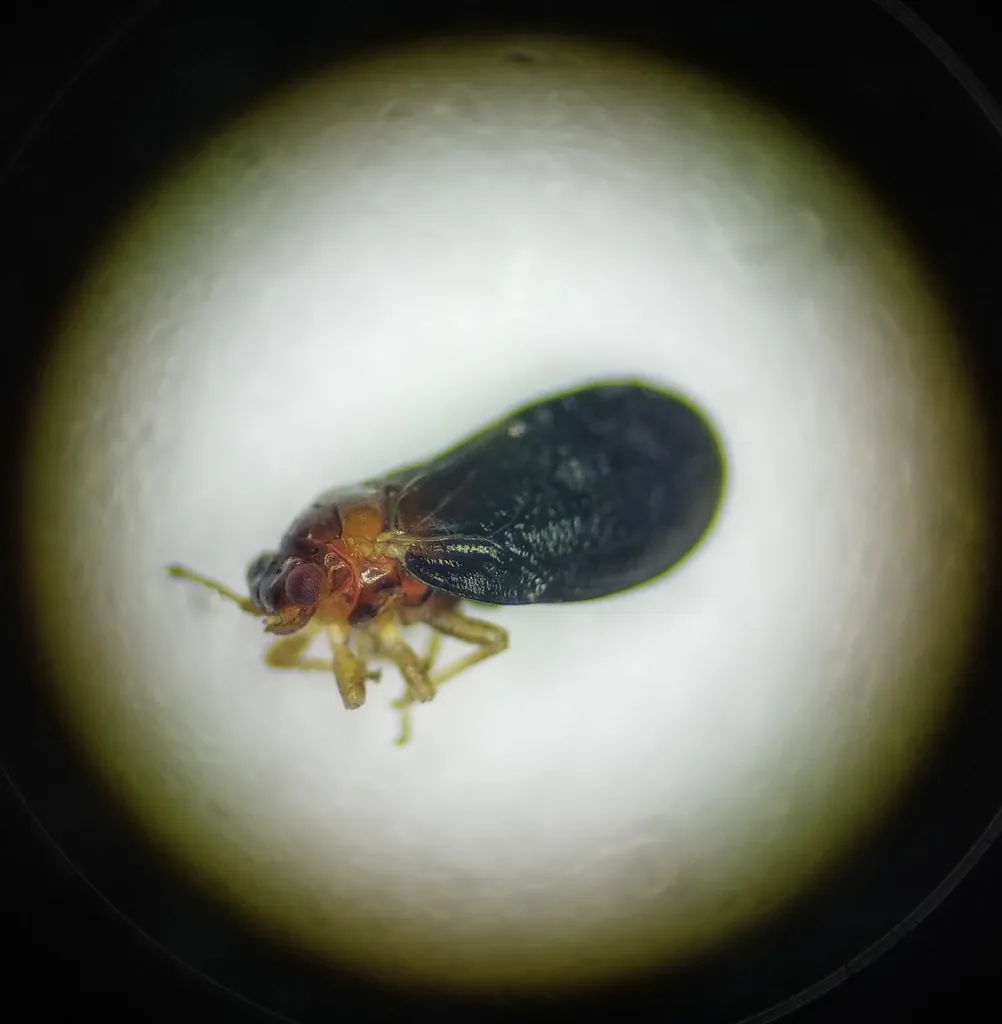 Calophya nigrella - photo 2