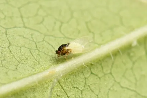 Calophya nigridorsalis