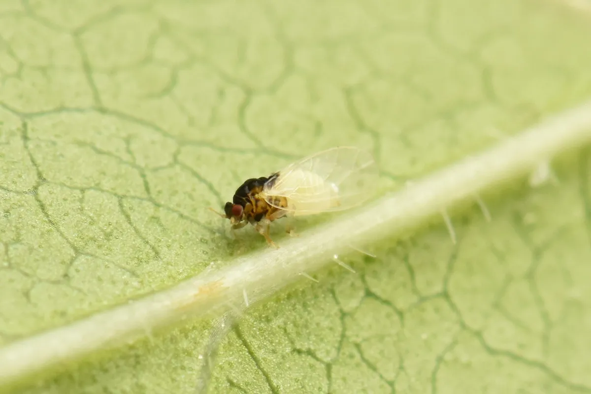 Calophya nigridorsalis - photo 3