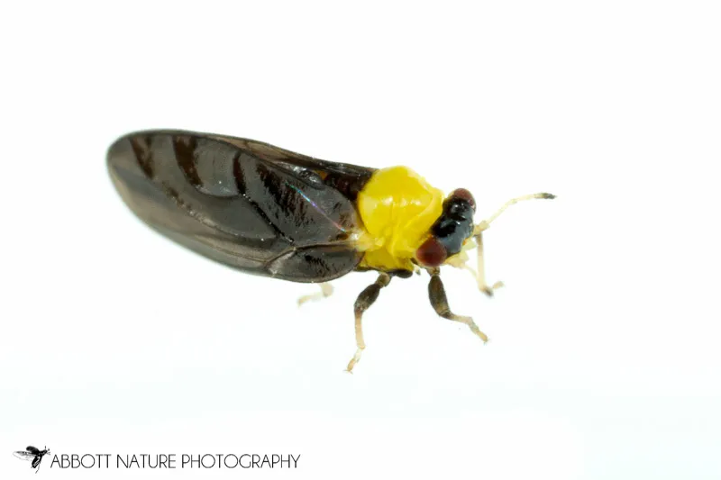 Calophya nigripennis - photo 2