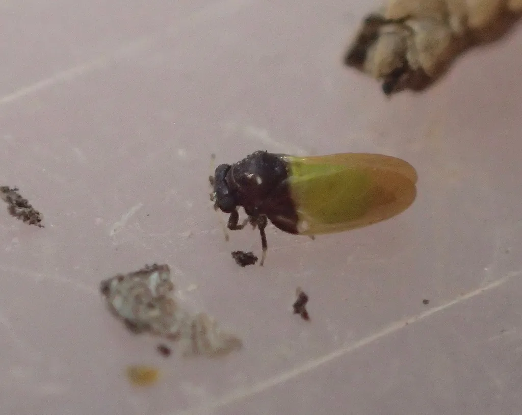Calophya oweni