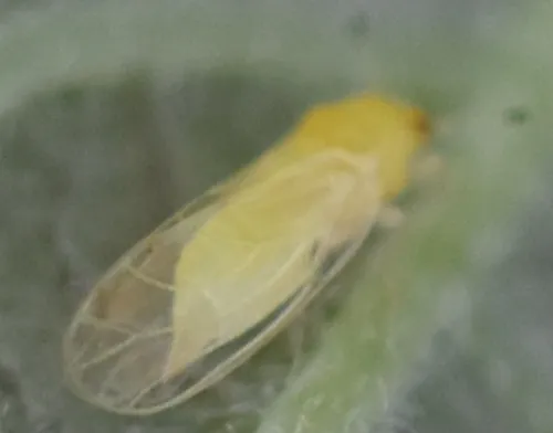 Calophya rhicola