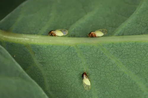 Calophya rhois