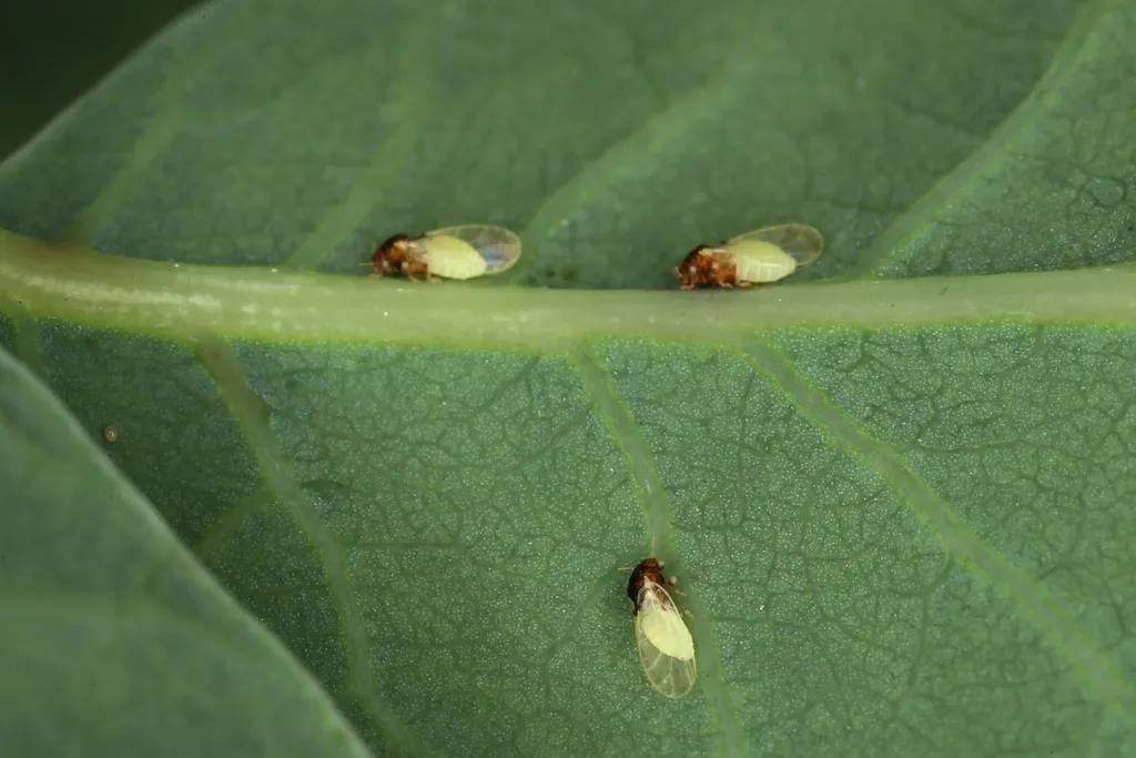 Calophya rhois - photo 2