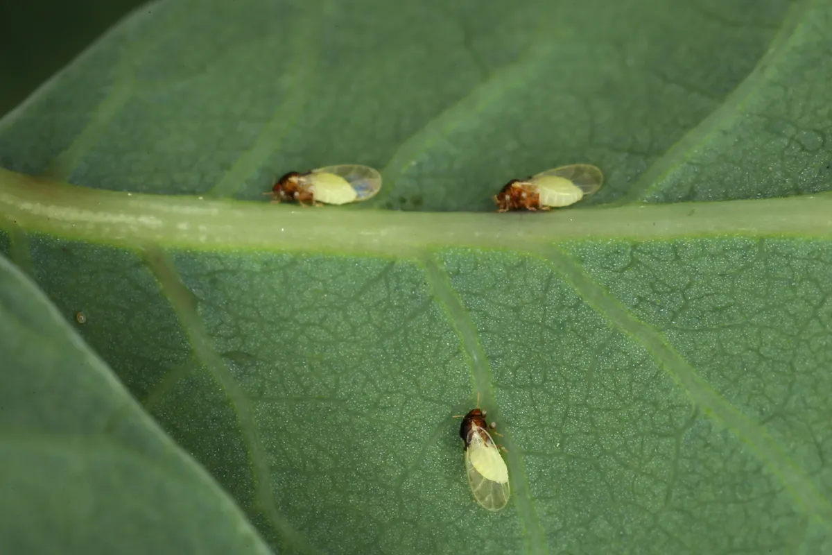 Calophya rhois - photo 3