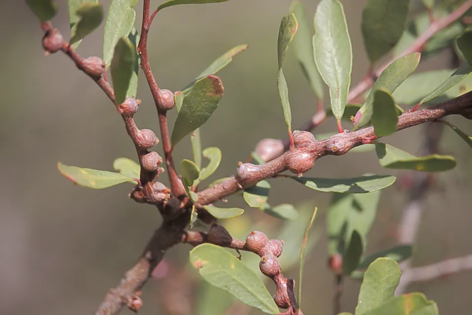 Calophya rubra - photo 3