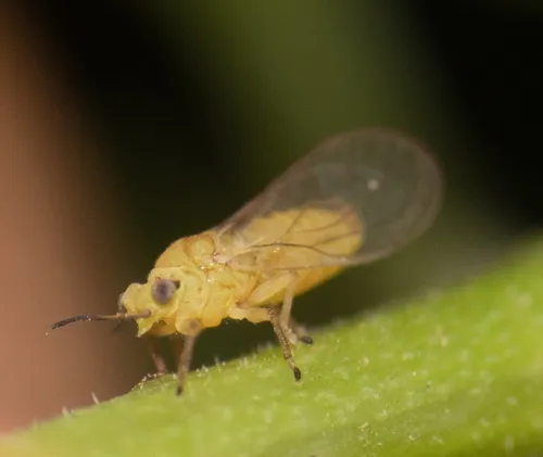 Peppertree Psyllid
