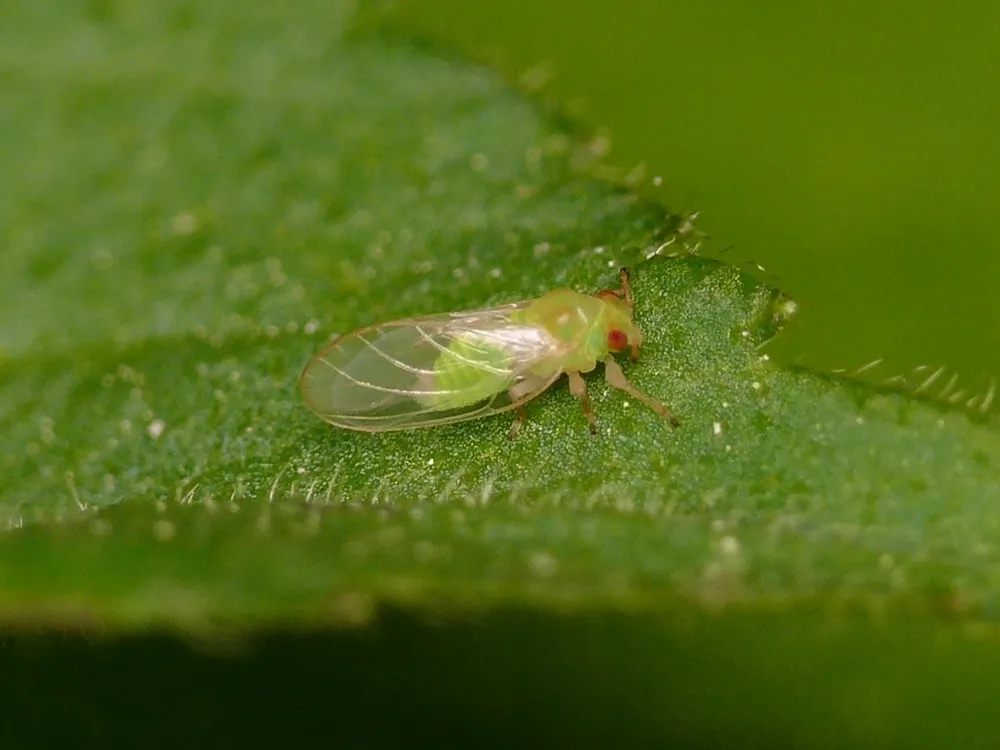 Calophya shinjii - photo 2