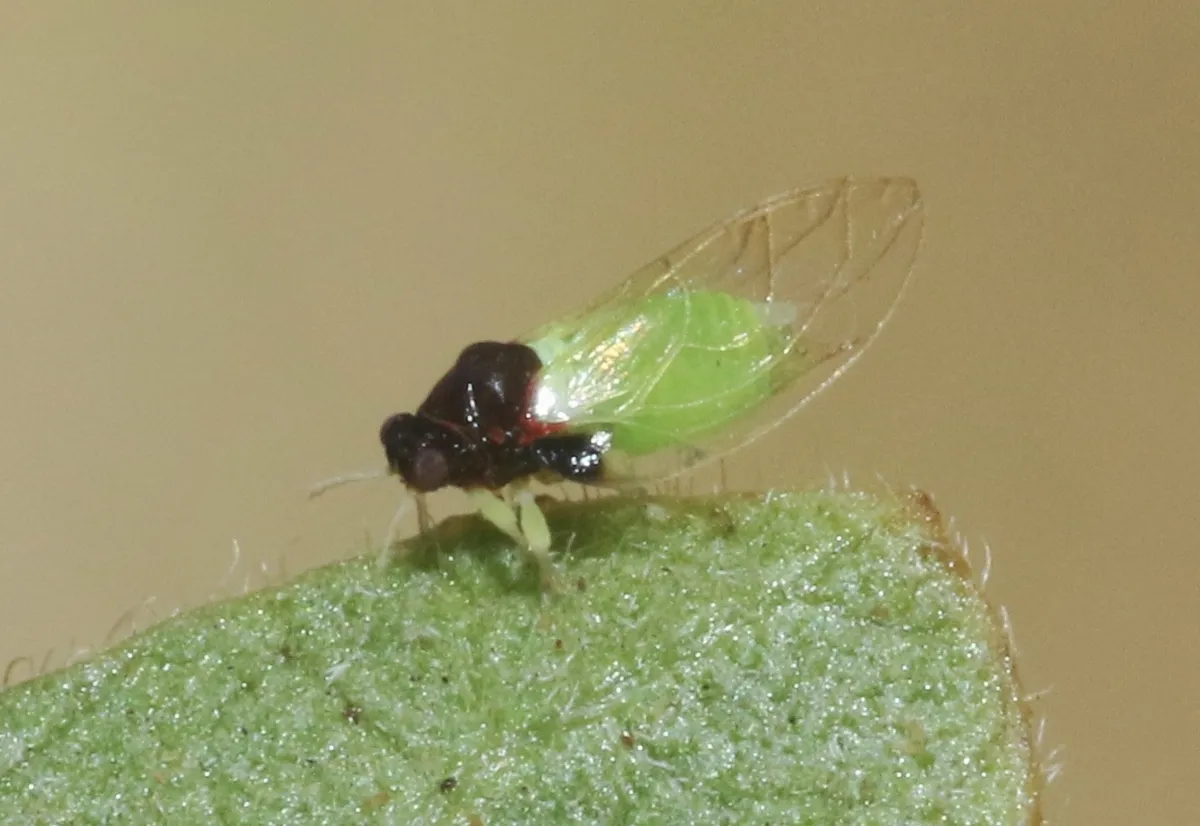 Calophya triozomima