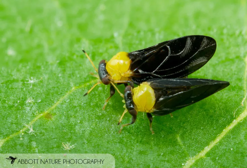 Calophyidae - photo 2