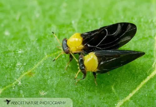 Calophyidae - photo 3