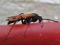 Calopompilus deceptus - photo 2