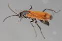 Calopompilus deceptus - photo 4