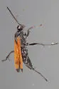 Calopompilus deceptus - photo 5