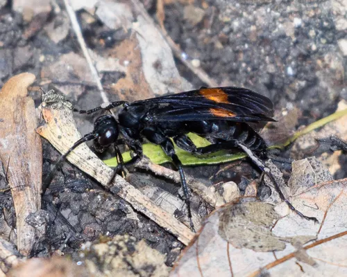 Calopompilus maculipennis