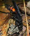 Calopompilus validus