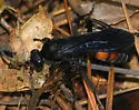 Calopompilus validus - photo 2