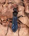 Calopompilus validus - photo 3
