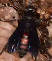 Calopompilus validus - photo 4