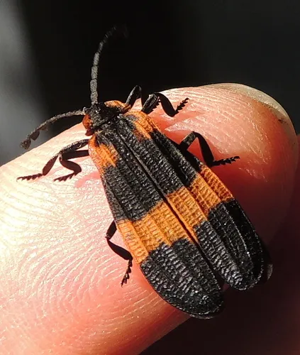 Banded Net-winged Beetle - photo 3
