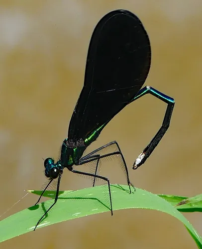 Broad-winged Damselflies - photo 2