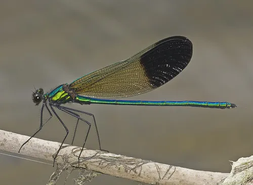 River Jewelwing - photo 2