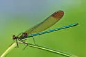 Superb Jewelwing