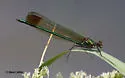 Superb Jewelwing - photo 3