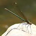 Superb Jewelwing - photo 4