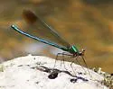 Superb Jewelwing - photo 5